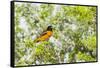 Baltimore Oriole-Gary Carter-Framed Stretched Canvas