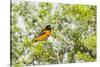 Baltimore Oriole-Gary Carter-Stretched Canvas