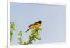 Baltimore Oriole-Gary Carter-Framed Photographic Print