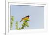 Baltimore Oriole-Gary Carter-Framed Photographic Print