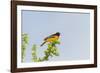 Baltimore Oriole-Gary Carter-Framed Photographic Print