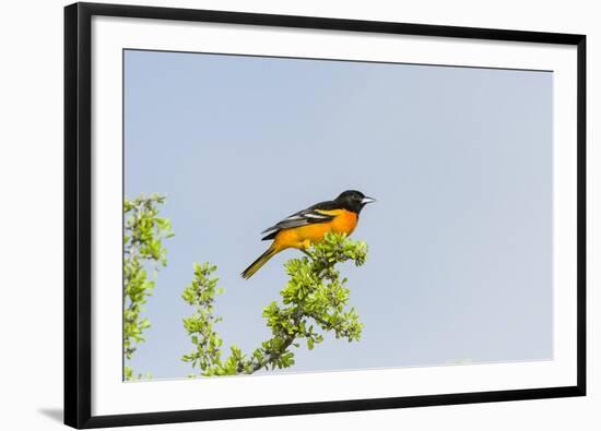 Baltimore Oriole-Gary Carter-Framed Photographic Print