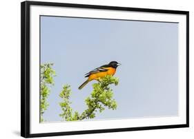 Baltimore Oriole-Gary Carter-Framed Photographic Print