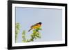 Baltimore Oriole-Gary Carter-Framed Photographic Print