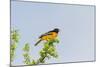 Baltimore Oriole-Gary Carter-Mounted Photographic Print