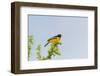 Baltimore Oriole-Gary Carter-Framed Photographic Print