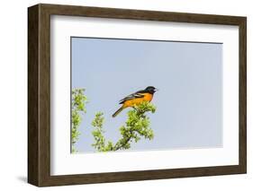 Baltimore Oriole-Gary Carter-Framed Photographic Print