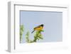 Baltimore Oriole-Gary Carter-Framed Photographic Print