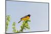 Baltimore Oriole-Gary Carter-Mounted Photographic Print