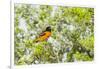 Baltimore Oriole-Gary Carter-Framed Photographic Print