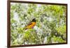 Baltimore Oriole-Gary Carter-Framed Photographic Print