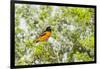 Baltimore Oriole-Gary Carter-Framed Photographic Print