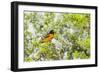 Baltimore Oriole-Gary Carter-Framed Photographic Print