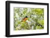 Baltimore Oriole-Gary Carter-Framed Photographic Print