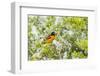 Baltimore Oriole-Gary Carter-Framed Photographic Print