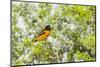 Baltimore Oriole-Gary Carter-Mounted Photographic Print