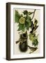 Baltimore Oriole-John James Audubon-Framed Art Print