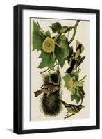 Baltimore Oriole-John James Audubon-Framed Art Print