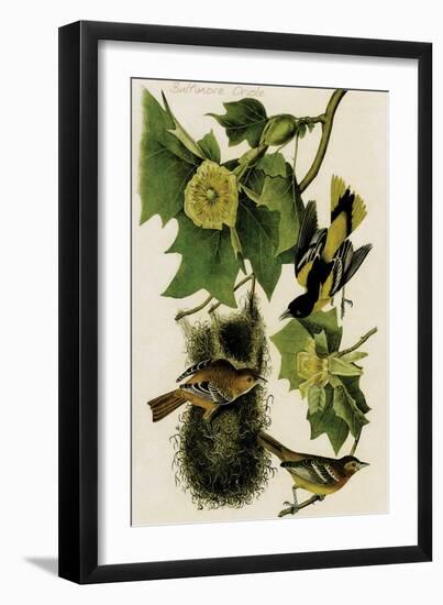 Baltimore Oriole-John James Audubon-Framed Art Print