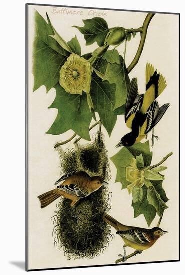 Baltimore Oriole-John James Audubon-Mounted Art Print