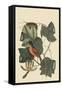 Baltimore Oriole-Mark Catesby-Framed Stretched Canvas