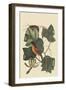 Baltimore Oriole-Mark Catesby-Framed Art Print