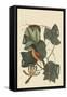 Baltimore Oriole-Mark Catesby-Framed Stretched Canvas