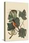 Baltimore Oriole-Mark Catesby-Stretched Canvas