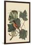 Baltimore Oriole-Mark Catesby-Framed Art Print