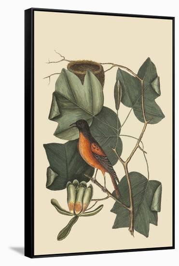 Baltimore Oriole-Mark Catesby-Framed Stretched Canvas