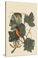 Baltimore Oriole-Mark Catesby-Stretched Canvas