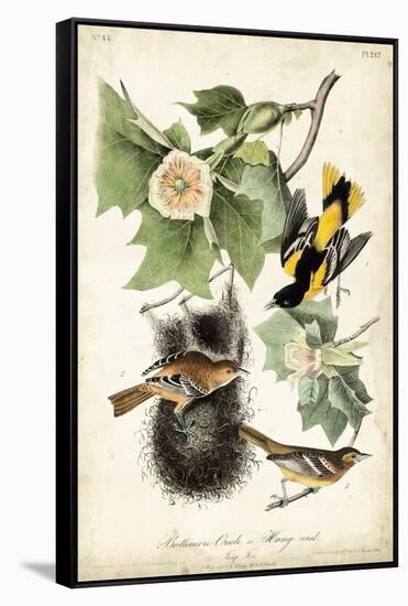 Baltimore Oriole-John James Audubon-Framed Stretched Canvas