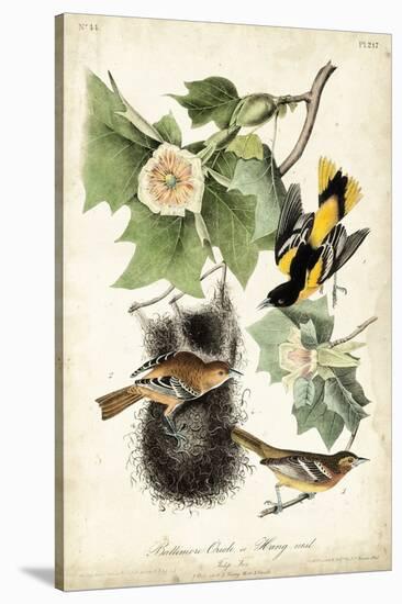 Baltimore Oriole-John James Audubon-Stretched Canvas