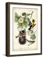 Baltimore Oriole-John James Audubon-Framed Art Print