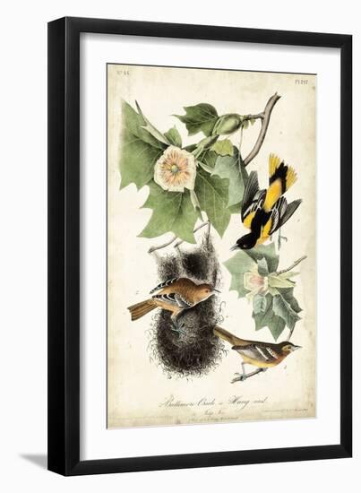 Baltimore Oriole-John James Audubon-Framed Art Print