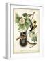 Baltimore Oriole-John James Audubon-Framed Art Print