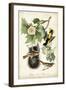 Baltimore Oriole-John James Audubon-Framed Art Print