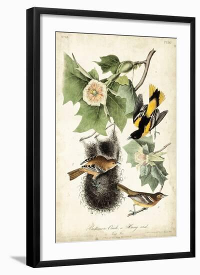 Baltimore Oriole-John James Audubon-Framed Art Print