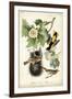 Baltimore Oriole-John James Audubon-Framed Art Print