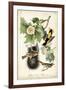 Baltimore Oriole-John James Audubon-Framed Art Print