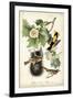 Baltimore Oriole-John James Audubon-Framed Art Print