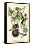 Baltimore Oriole-John James Audubon-Framed Stretched Canvas