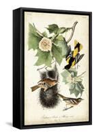 Baltimore Oriole-John James Audubon-Framed Stretched Canvas
