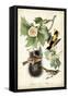 Baltimore Oriole-John James Audubon-Framed Stretched Canvas