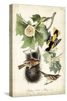 Baltimore Oriole-John James Audubon-Stretched Canvas