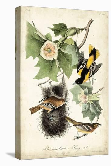 Baltimore Oriole-John James Audubon-Stretched Canvas