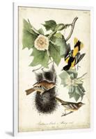 Baltimore Oriole-John James Audubon-Framed Art Print