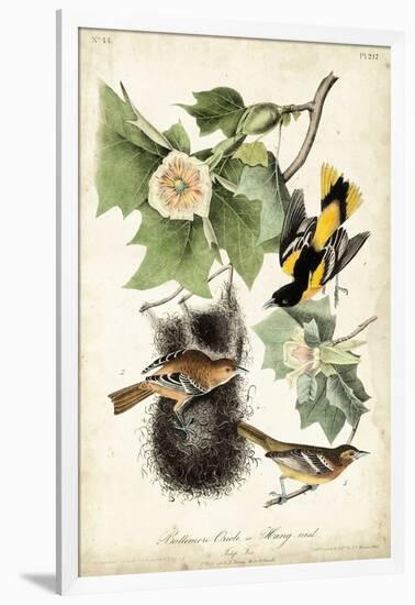Baltimore Oriole-John James Audubon-Framed Art Print