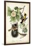 Baltimore Oriole-John James Audubon-Framed Art Print