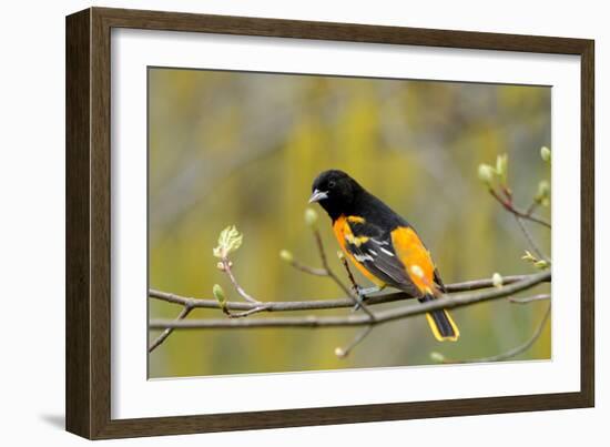 Baltimore Oriole-Lantern Press-Framed Art Print